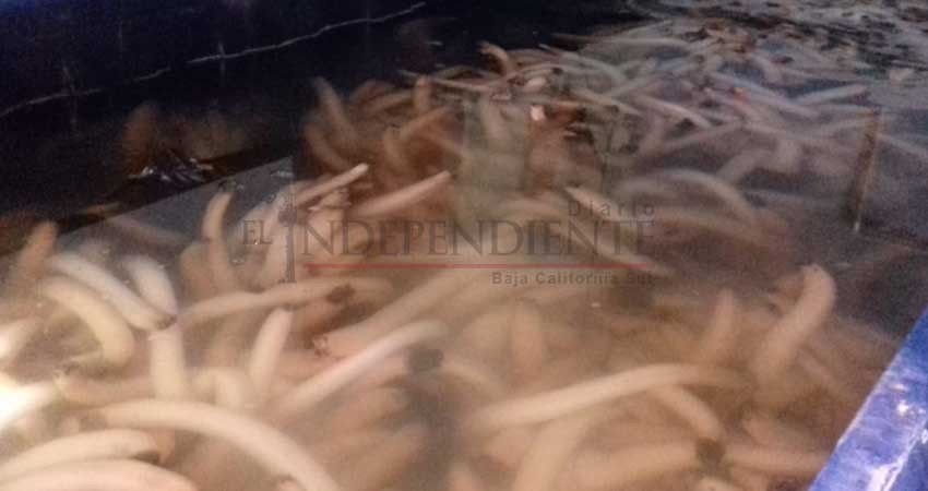 Retienen en Comondú nuevo cargamento ilegal de mil 600 kilogramos de almeja generosa