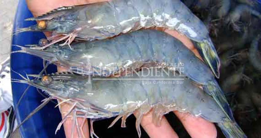 Se preparan pescadores para la próxima temporada de camarón