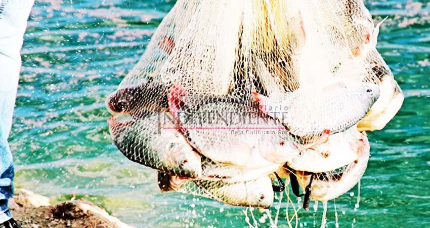 Desmienten a supuestos líderes pesqueros que apoyan la creación de área natural protegida