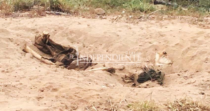 Hallan restos humanos cerca del libramiento SJC-CSL