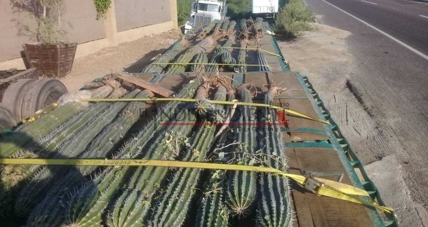 Profepa y Policía Federal aseguran 21 cardones vivos en Los Cabos