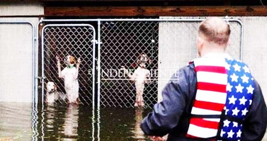 Salvan a perritos de morir ahogados por estragos de 'Florence'