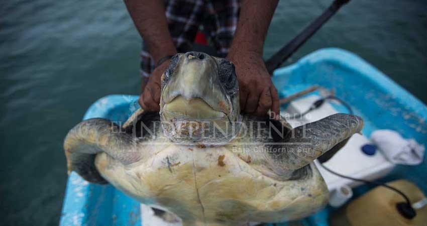 Ya no esperan a que la tortuga desove; van por ella hasta el mar