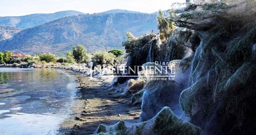 Checa la gigantesca telaraña que cubrió una playa en Grecia