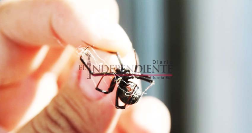 Cada vez más frecuente encuentros con insectos y reptiles en zonas habitadas de Los Cabos