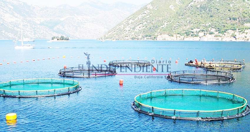 Debe migrar BCS a la acuacultura: Secretaría de Economía