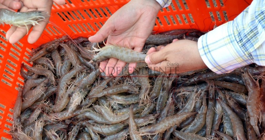 Solicitará Sepada ampliar temporadas de camarón y langosta por huracán “Rosa”