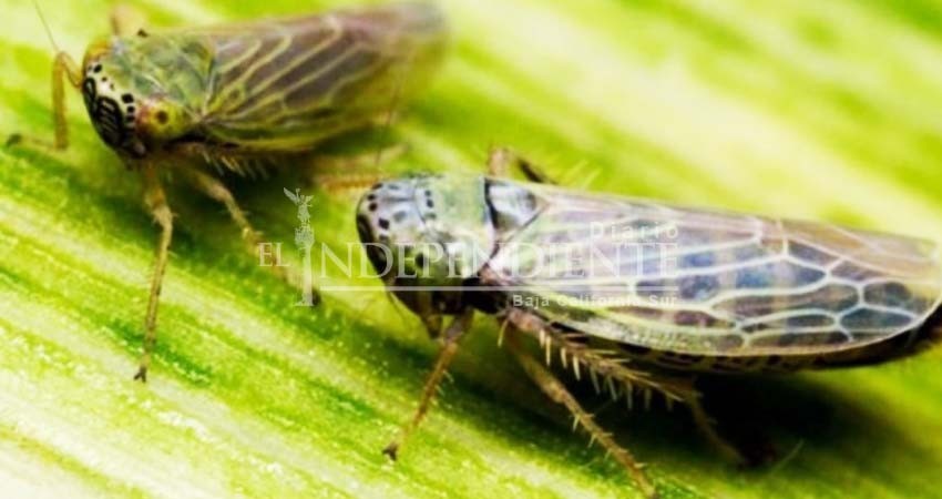 EU estaría modificando insectos para usarse como armas biológicas