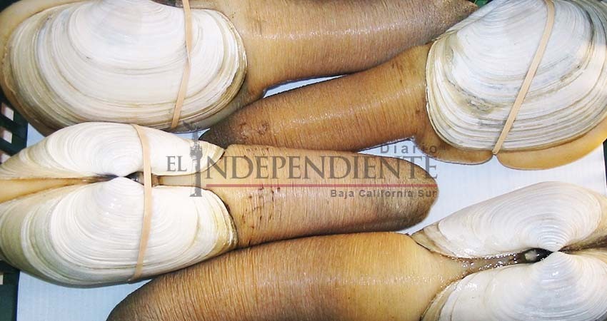 Durante este 2018 se han capturado 258 toneladas de almeja generosa