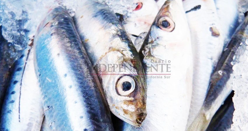 Este 2018 BCS se colocó como el 3er productor de sardina en México