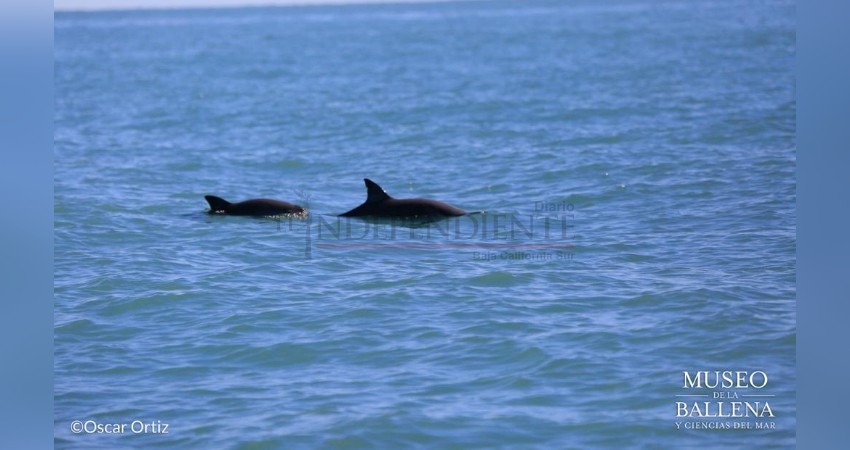 Confirman avistamiento de vaquitas marinas en Golfo de California