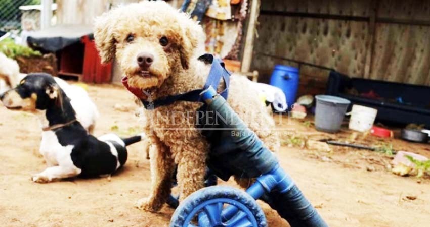 Mujer construye sillas de ruedas para perritos discapacitados