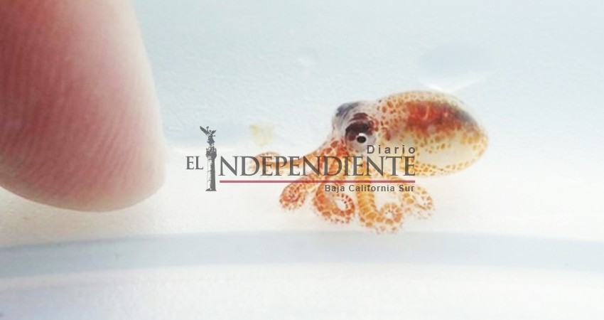 ¿Es un juguete? ¡No! Es el pulpo más adorable del mundo