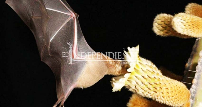 Resaltan importancia de los murciélagos en los ecosistemas