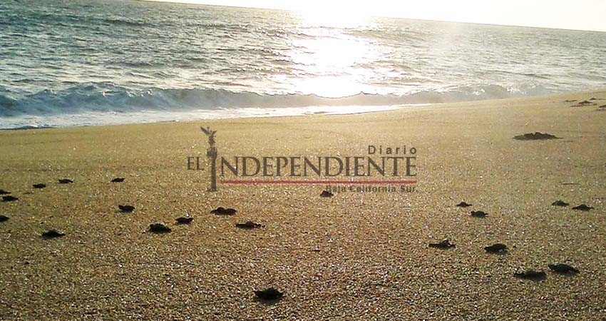 Cierre del campamento tortuguero afecta a la comunidad académica y científica del municipio