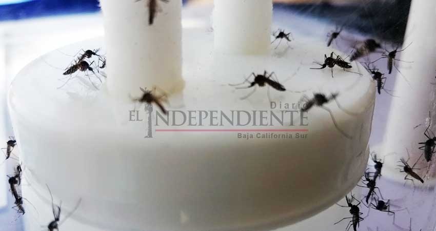 Entregará SSA mil 200 zancukits para la proliferación de mosco con Wolbachia