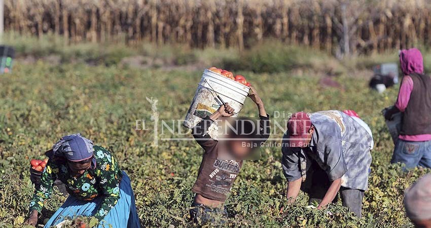 Detectan a menores de edad laborando en campos agrícolas de BCS