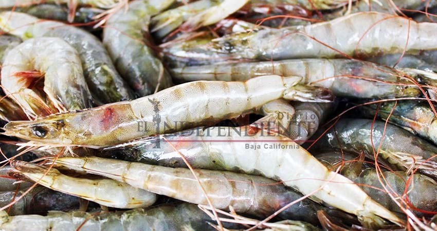 Aumenta la producción de camarón en BCS con acuicultura