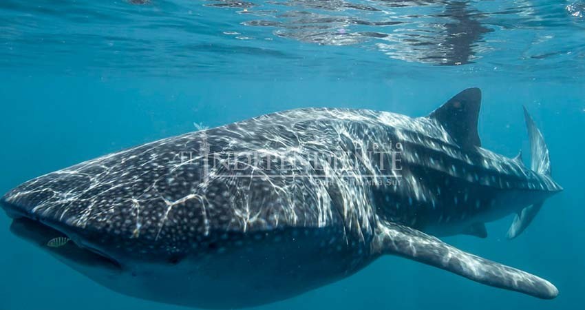 No es ilegal que empresas foráneas trabajen con tiburón ballena: Semarnat