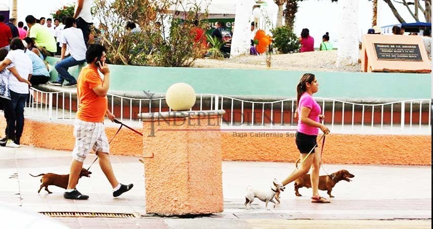 Serán 1,600 pesos de multa a quien lleve mascotas al malecón de La Paz
