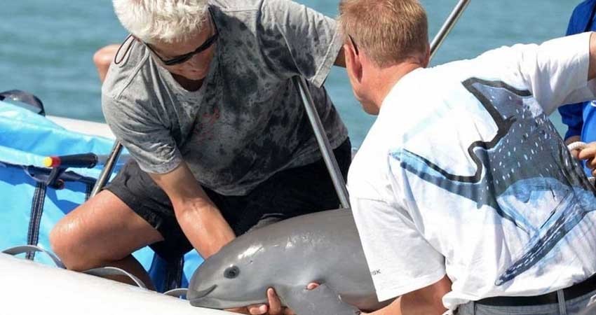 Leonardo DiCaprio no ha dado ni un peso para vaquita marina