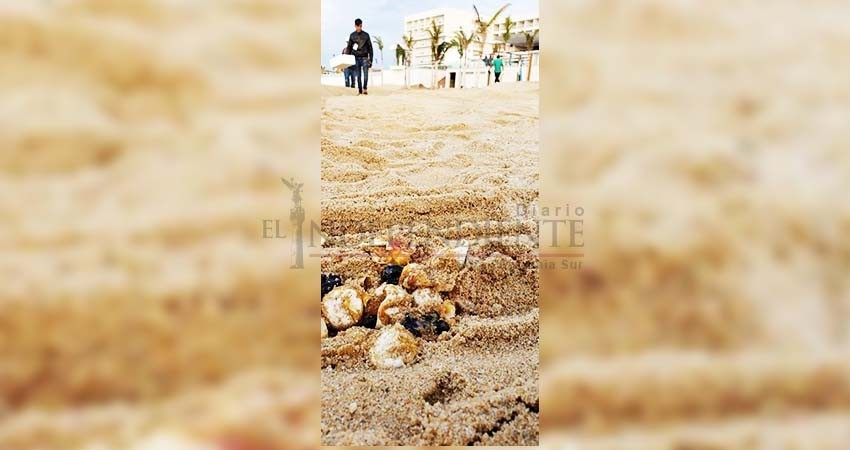 A pesar de las denuncias ciudadanas maquinaria pesada destruye nido de tortugas