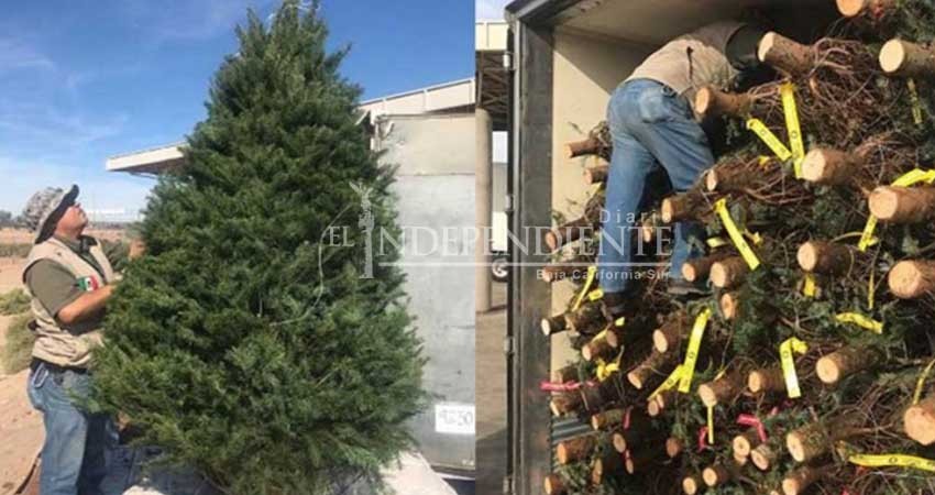Profepa regresa miles árboles de navidad con gorgojo y otras plagas a EU