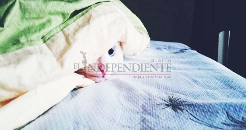 Apple lanzará una cobija inteligente para cuidar la salud