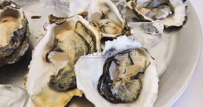 Cuerpos de agua no certificados en Mulegé afecta a productores de ostión