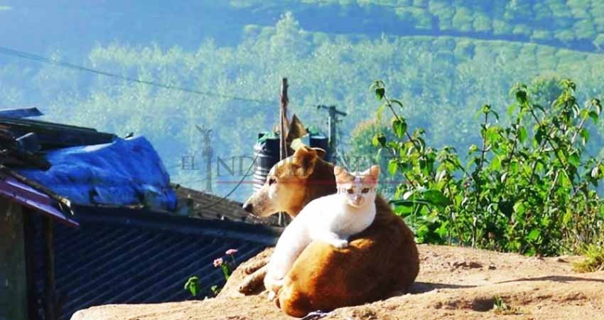 Arresto y hasta 24 mil pesos de multa a quien maltrate a un animal en Pachuca