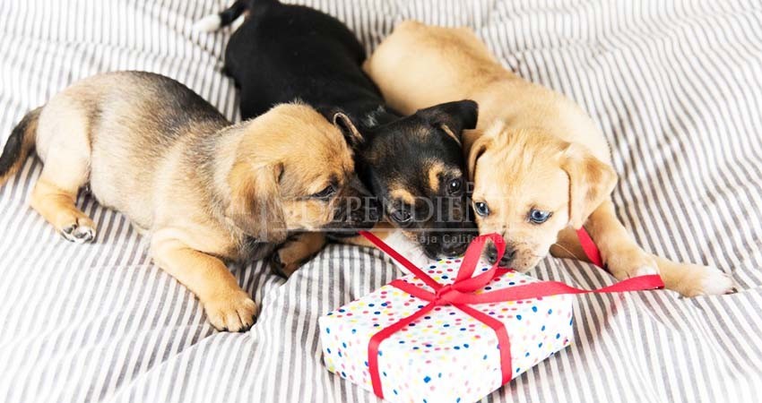Invitan a padres de familia a no regalar mascotas en navidad