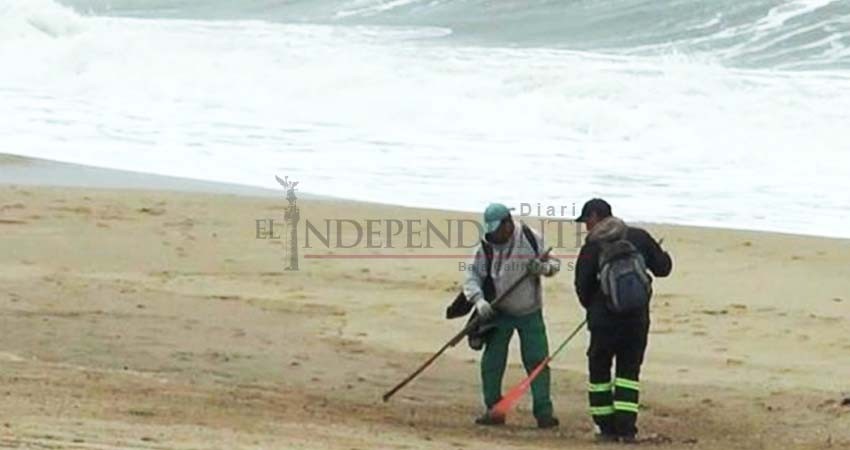 Uruguay investiga la muerte de unos 80 lobos marinos