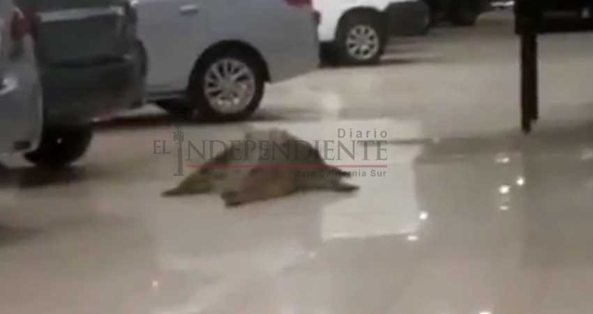 Enorme cocodrilo aparece en agencia de autos de Puerto Vallarta