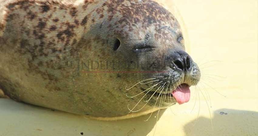 Mujer británica encuentra a foca bebé en su jardín