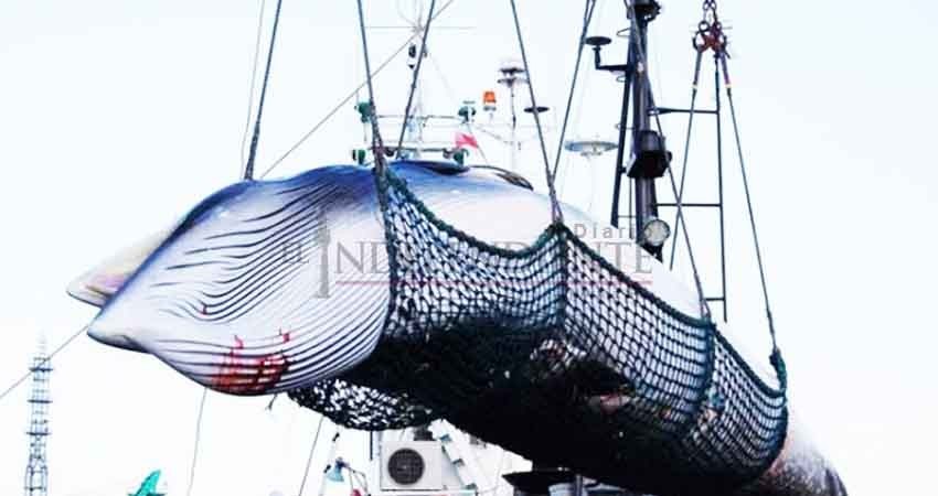Francia critica decisión de Japón de volver a cazar ballenas   4
