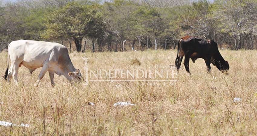 Sequía es el mayor detonante en muerte de ganado: Unión Ganadera