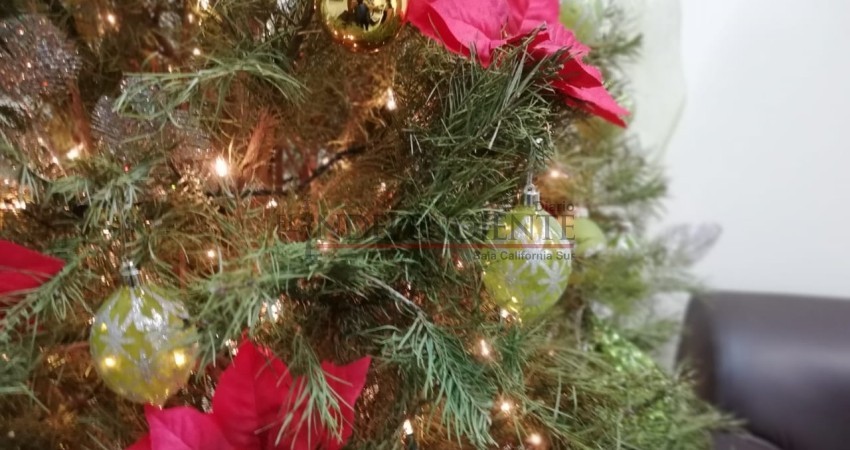 Inicia acopio de pinos naturales de navidad; Serán convertidos en composta