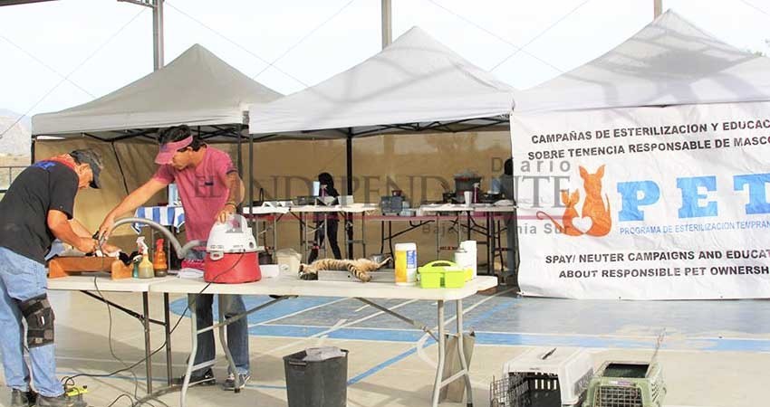 Más de tres mil esterilizaciones gratuitas ha logrado asociación PET