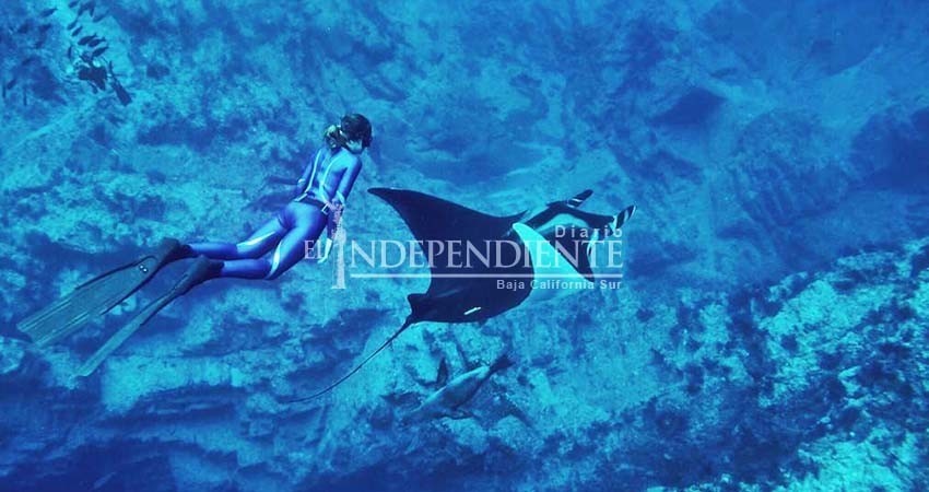 Después de 15 años, mantarrayas gigantes regresaron a BCS