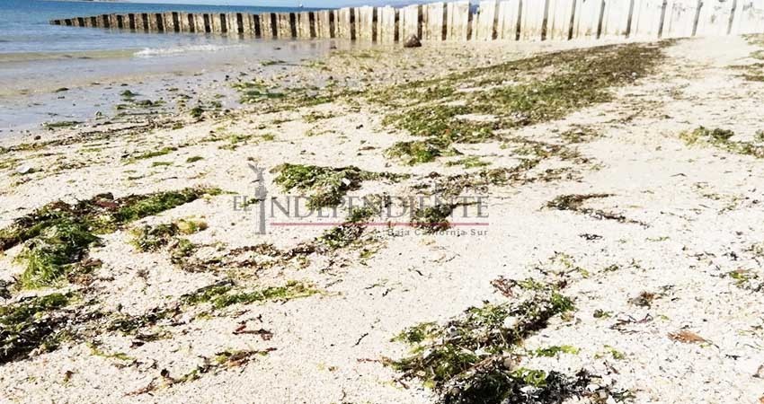 En deplorable situación el Malecón de La Paz por basura en playas