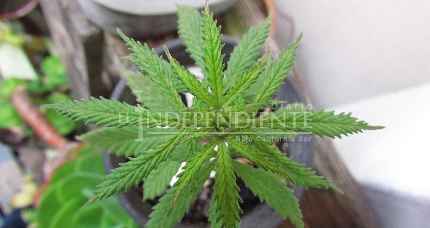 No es recomendable legalizar la marihuana en México: Centro de Integración Juvenil