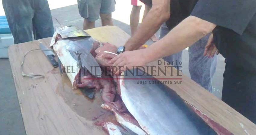 “Siguen comercializando carne de marlin y dorado y nadie hace nada”: Pescadores deportivos