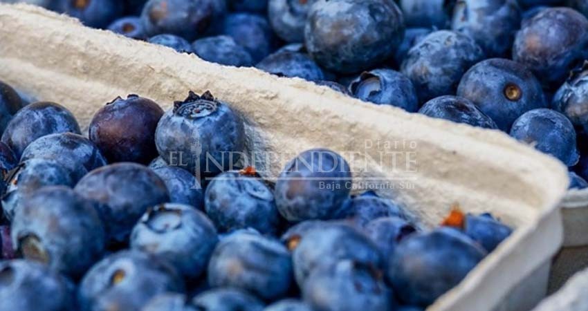 Por esta importante razón debes comer arándanos todos los días