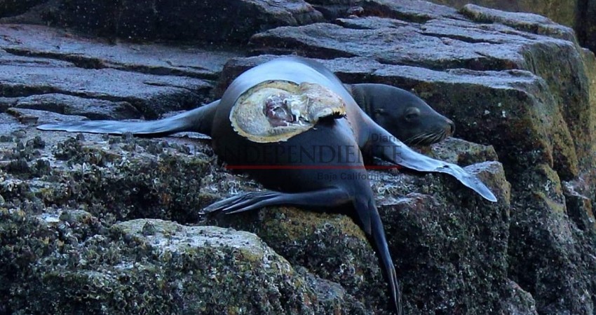 Encuentran lobo marino herido en la Bahía de Cabo San Lucas