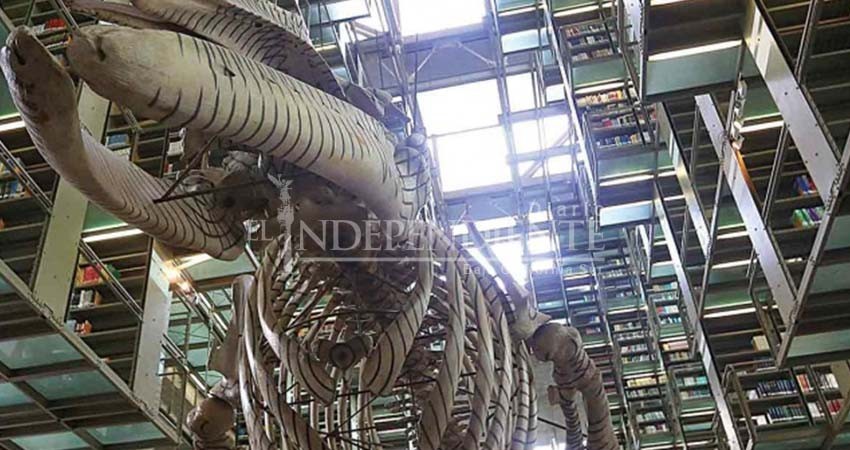 El nuevo timón de la Biblioteca Vasconcelos, antes de junio