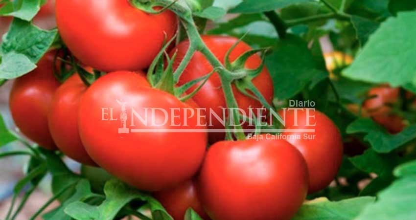 Buscan renovar acuerdo de comercialización de hortaliza