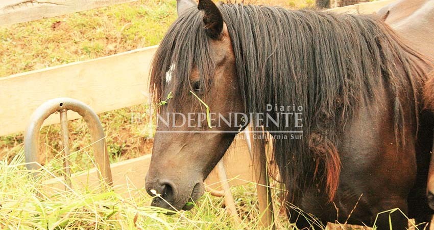 Cerrarán fronteras en BCS a equinos por casos de encefalitis el Oeste