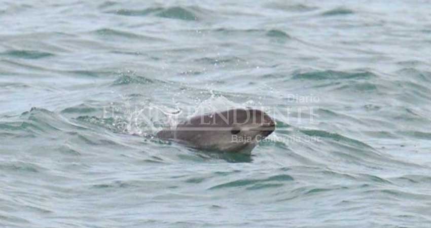 ‘Extrañados’, pescadores por no participar en rescate de vaquita marina