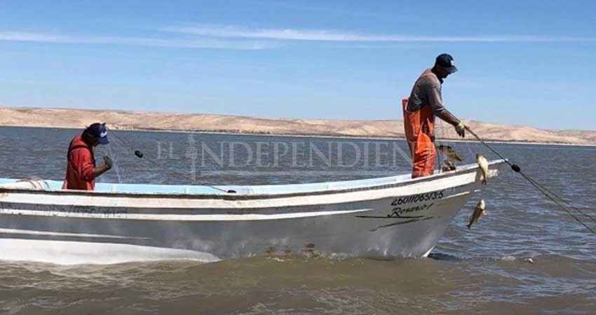 Pescadores cumplen amenaza y vuelven a hábitat de vaquita marina