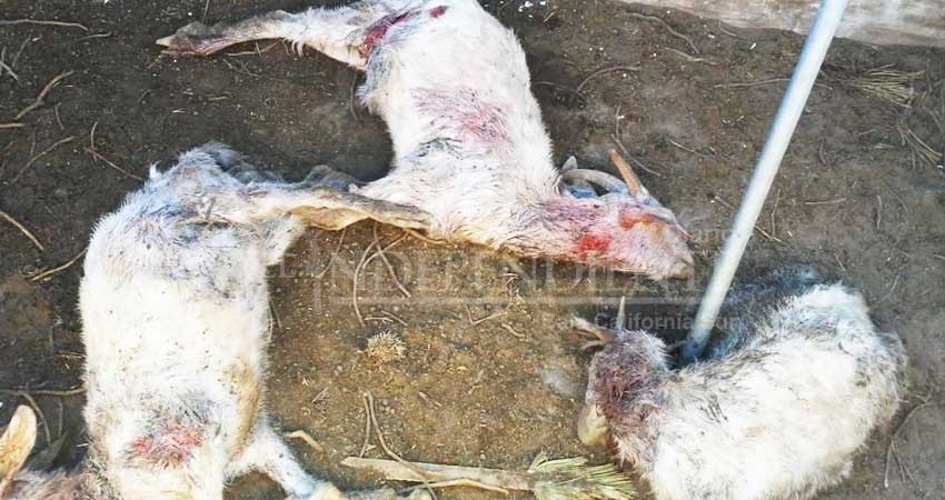 Reaparece El Chupacabras en Palo Bola, denuncian ciudadanos